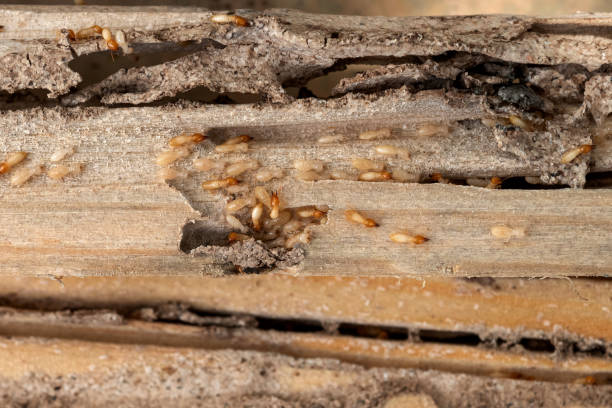 Best Emergency Pest Control  in Timberne, LA